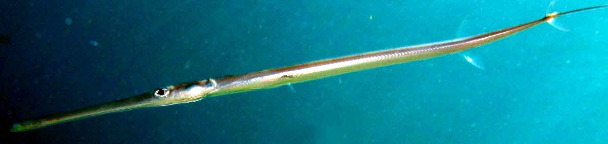 Fistularia commersonii_06